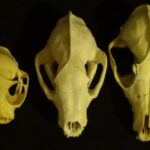 Badger skull compared to a cat skull