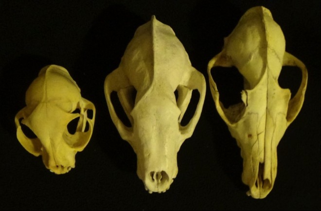 Badger skull compared to a cat skull