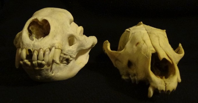 Badger and fox skull comparison