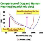 Audiogram comparing human and dog hearing ranges showing sensitivity differences at various frequencies