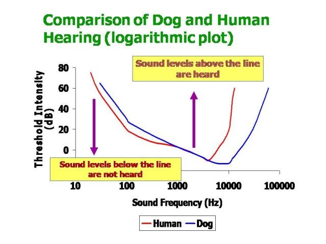 Audiogram comparing human and dog hearing ranges showing sensitivity differences at various frequencies