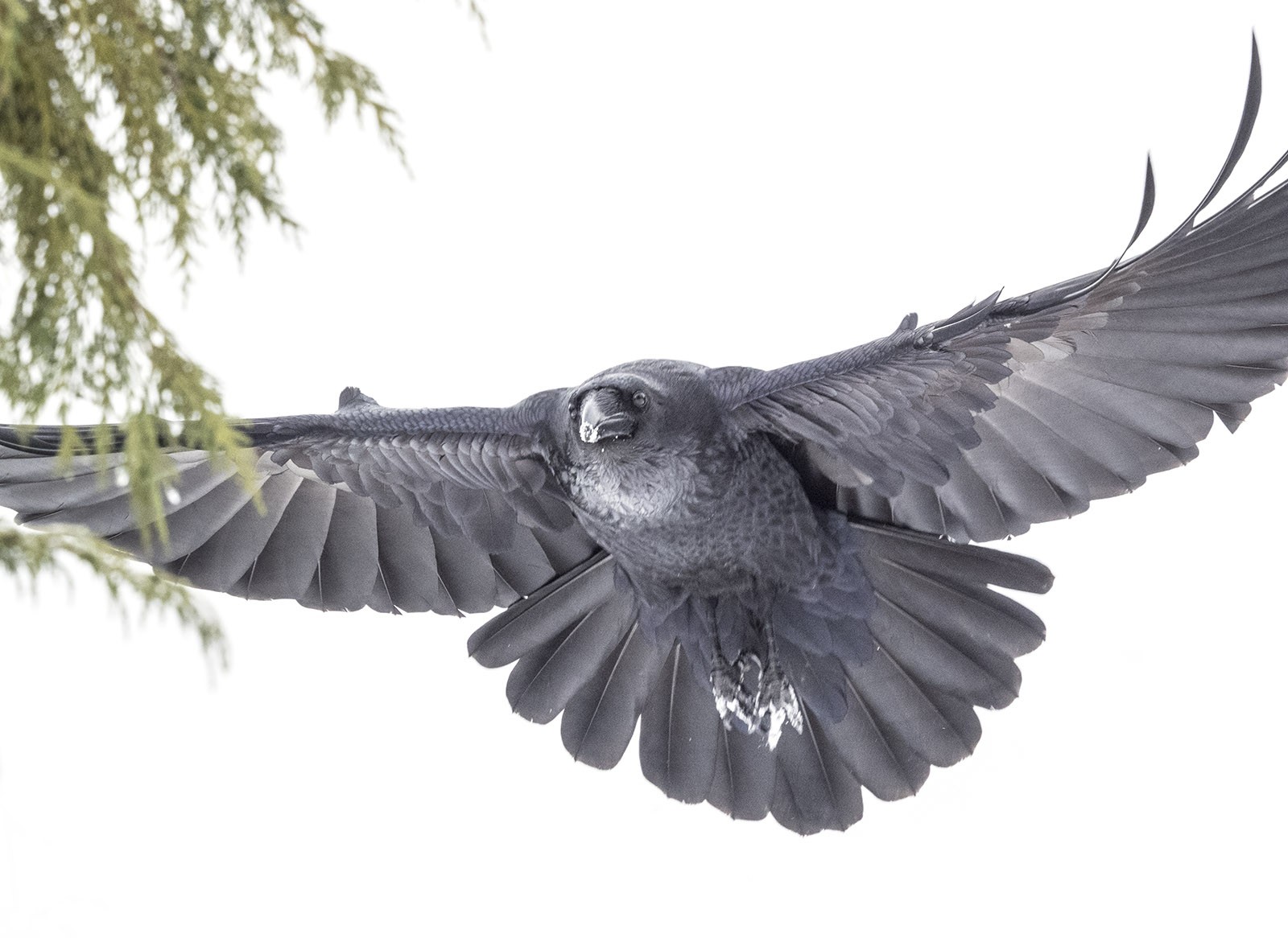 Image showing a raven soaring in the sky, illustrating its graceful flight pattern