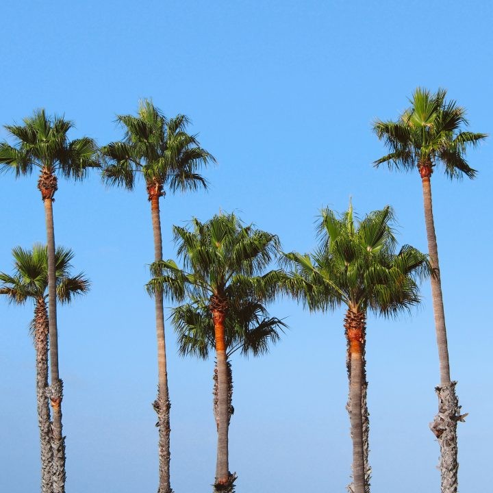 Palm Trees in LA