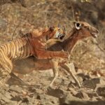 Bengal tiger brings down Sambar deer