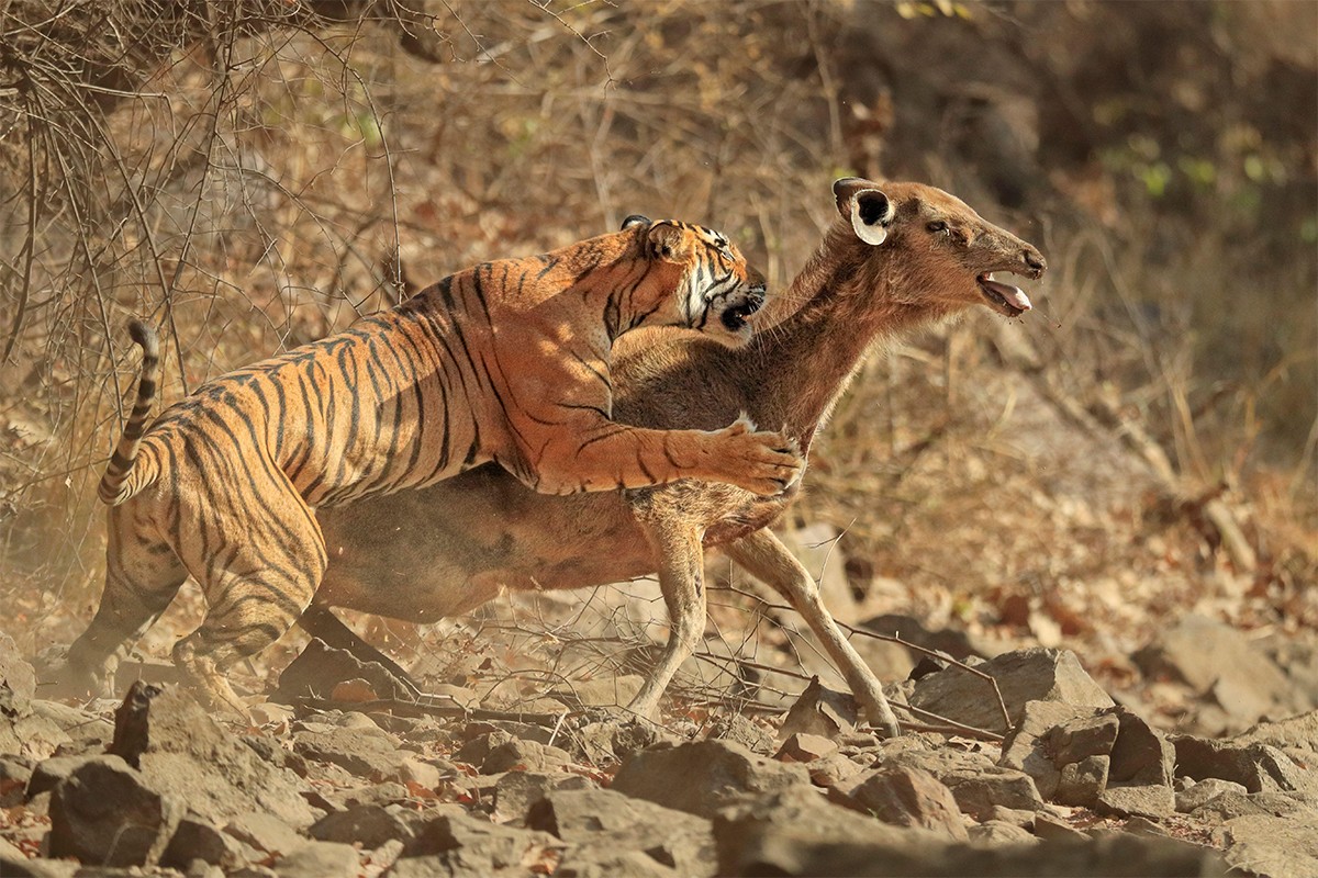 Bengal tiger brings down Sambar deer