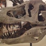 Tyrannosaurus Rex Skull