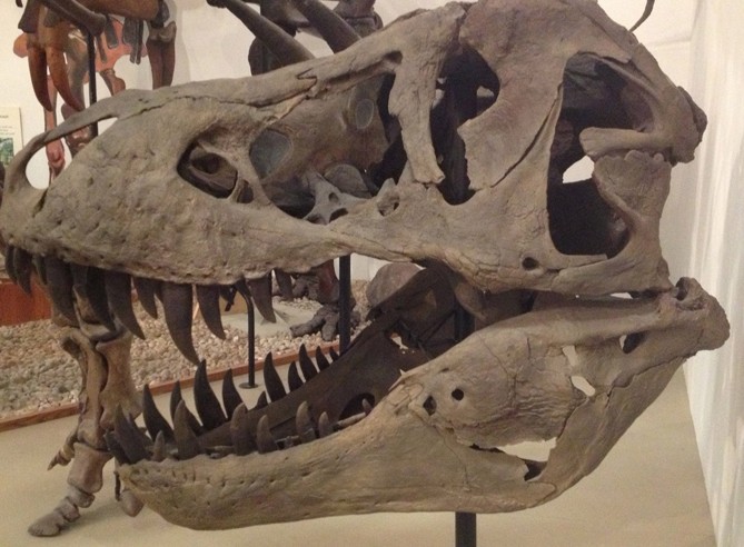 Tyrannosaurus Rex Skull