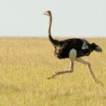A male ostrich utilizes its impressive leg muscles to sprint across the African savanna, showcasing its speed and agility