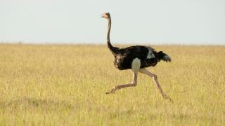 A male ostrich utilizes its impressive leg muscles to sprint across the African savanna, showcasing its speed and agility