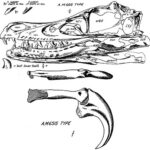Drawing of the first Velociraptor skull and claw ever found