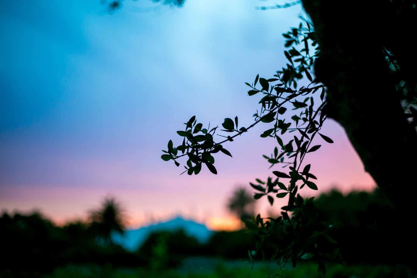 Sunset at the Bodegas Binifidet winery in Menorca