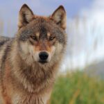 Wolf howling