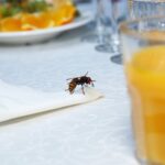 A wasp forages for food on a table outside