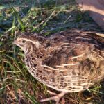 A Coturnix quail can be raised easily as a replacement for chicken in suburban areas