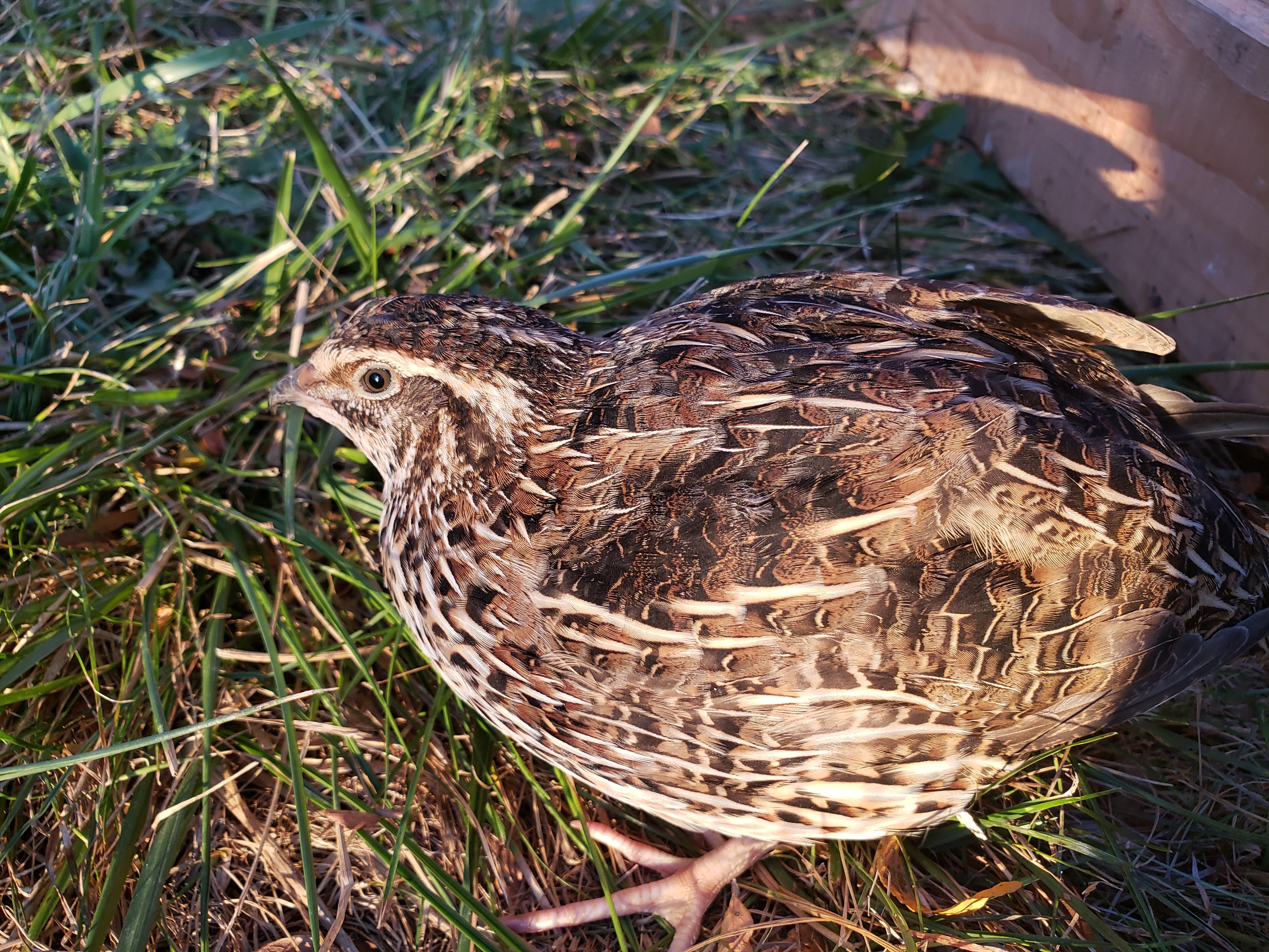 A Coturnix quail can be raised easily as a replacement for chicken in suburban areas